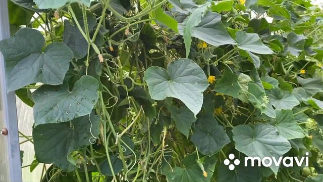 Овчарка держит порядок над гусями/Дела на хозяйстве не прекращаются смотреть онлайн