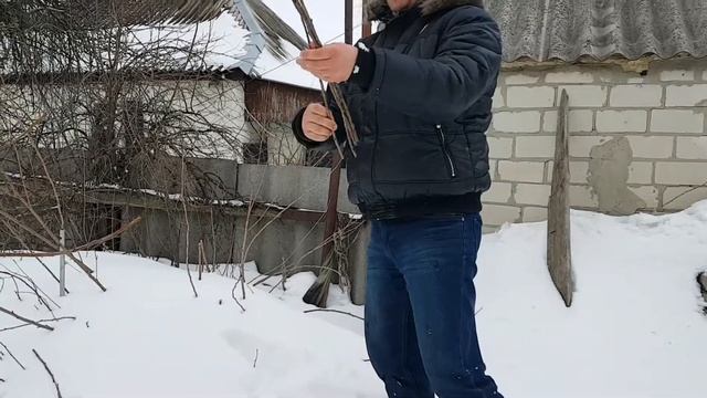 Заготовка черенков для штамбовой смородины смотреть онлайн