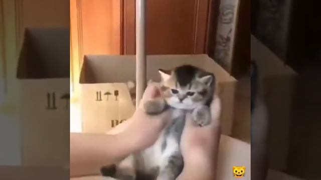 cute cats красивые кошки 😺🐈 смотреть онлайн