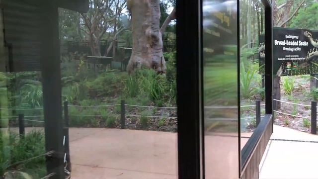 Australian Reptile Park Tour #reptiles #wildlife #australianwildlife смотреть онлайн