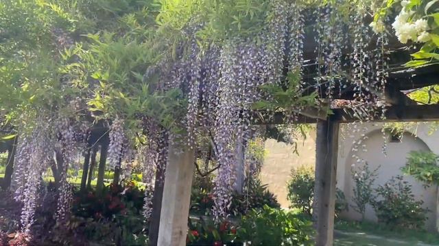 Wisteria Sinensis