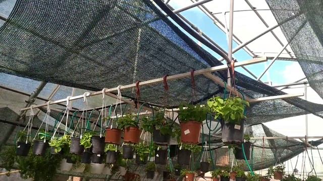 Подготовка вегетативной петунии, калибрахоа и бакопы к черенкованию. смотреть онлайн