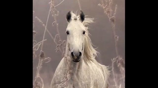 Говори, говори.wmv смотреть онлайн