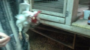 Псевдочума, или болезнь Ньюкасла у кур .