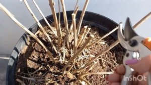 Обрезка древовидной гортензии Анабель.