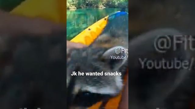 Raccoon ? the ultimate snack thief смотреть онлайн
