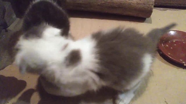 Котята устроили Party-вечеринку)) прямая трансляция смотреть онлайн