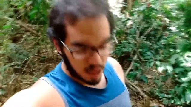 Aranha-fio-de-Ouro (Nephila clavipes). смотреть онлайн