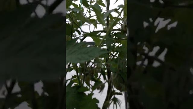 Помидоры с БЕЗРАЗМЕРНЫЙ. смотреть онлайн
