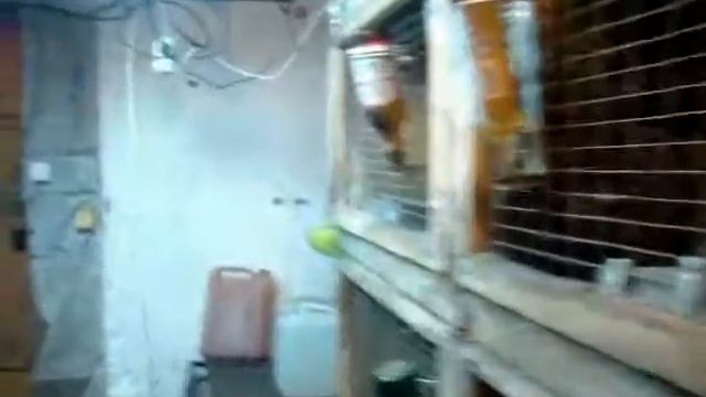 Борьба с мухами в сарае кроликов смотреть онлайн