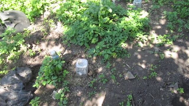 Как делать посадочную яму для винограда рассказываю с подробностями. смотреть онлайн