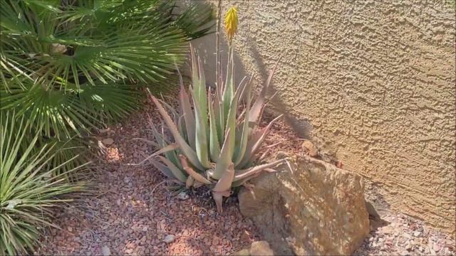 A Simple Desert Landscape Garden (Cactus planted in ground) смотреть онлайн