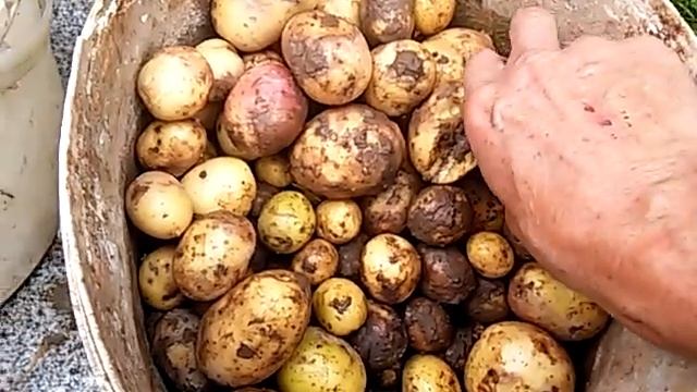 Ошибки при мойке выкопанной картошки. смотреть онлайн