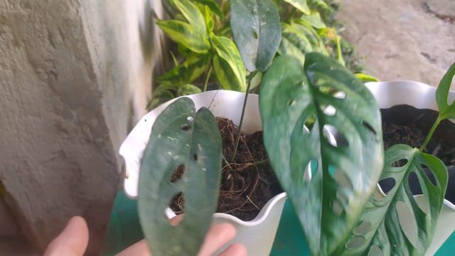 Amydrium (young form) vs. Monstera Adansonii Leaf Comparison смотреть онлайн
