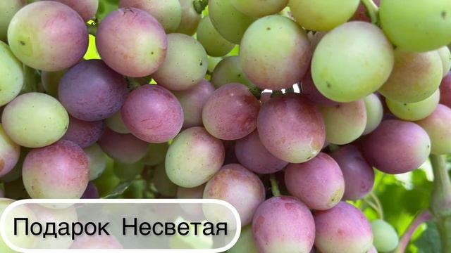 Виноград который начал окрашиваться на 23 июля 2021г. смотреть онлайн