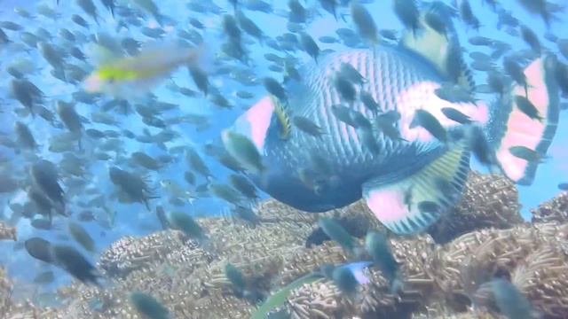 Дайвинг на Самуи. смотреть онлайн