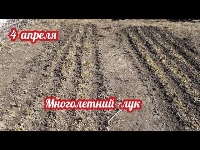 Многолетний лук. смотреть онлайн