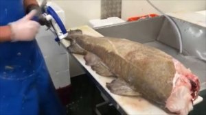 Разделка рыбы. 32 kg Cod fish filleting! How to fillet a Cod fish. Разделка Трески на фабрике.