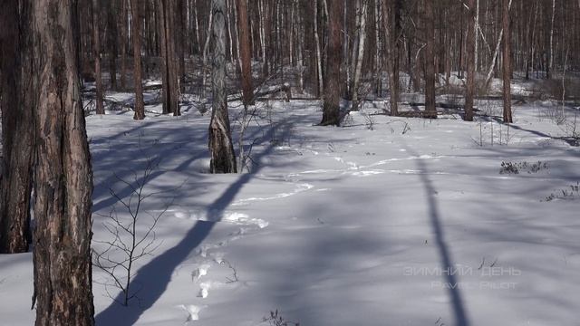 Хребет Осиновый. Зимний день. смотреть онлайн