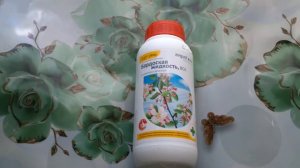 БОРДОСКАЯ ЖИДКОСТЬ (смесь). Обработка сада от болезней. ОСЕНЬ 2021