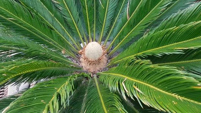 Саговник - мальчик | Жизнь на Юге смотреть онлайн