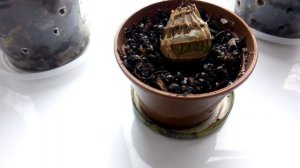 Как нарастить корни цимбидиуму?