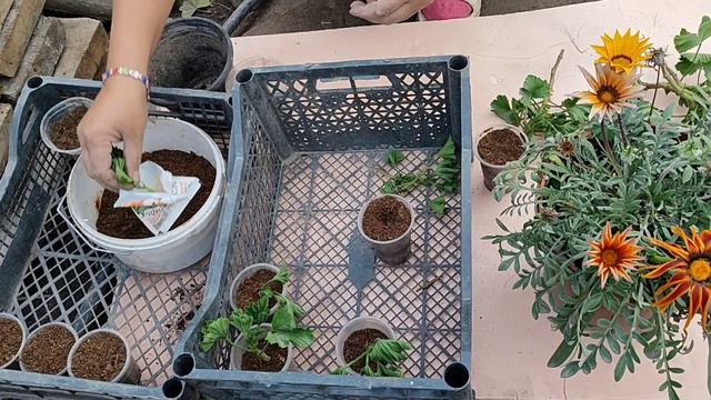 Королевская пеларгония гулун канткенде гулдойт жана туура тамырлатабыз..