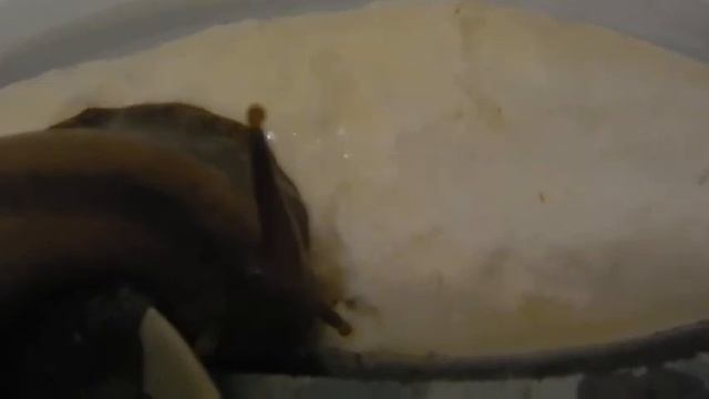 Мои улитки Ахатины кушают коралловый панцирь. My snails Achatina eat coral armor смотреть онлайн