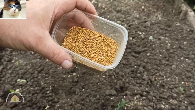 Когда сеять горчицу как сидерат осенью для улучшения почвы