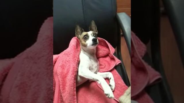 Missy Mini Foxxy x Italian greyhound смотреть онлайн