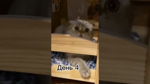 Домик Лелика ( все части )