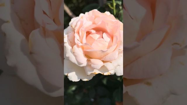 Грюо Лароз троянда@СвітРоузГарден смотреть онлайн