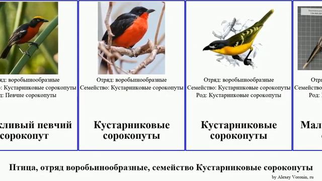Птица, отряд воробьинообразные, семейство Кустарниковые сорокопуты певчий кустарниковый пухопёрый смотреть онлайн
