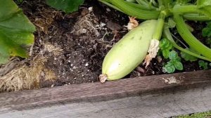 Как избавиться от осота, проволочника при выращивании картофеля?24июня.