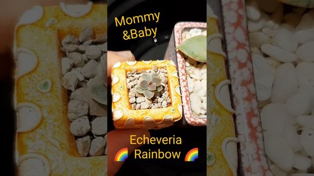 How to propagate Echeveria Rainbow succulent смотреть онлайн