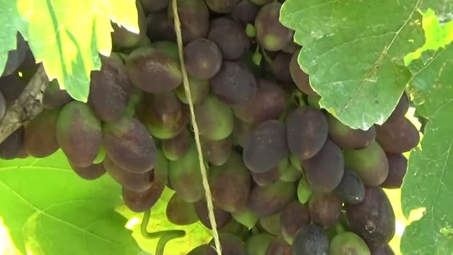 Восторг белый, Кодрянка, Киш-миш синий - ожидание первого урожая столового винограда (з год лето) смотреть онлайн