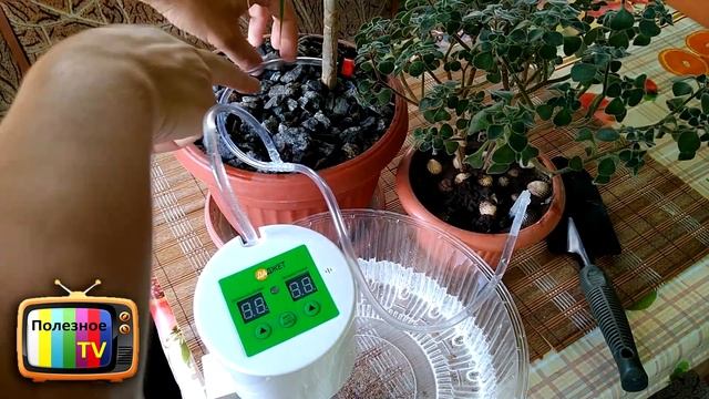 ПОЛИВ ЦВЕТОВ ВО ВРЕМЯ ОТПУСКА ПРОСТЫЕ И ДОСТУПНЫЕ СПОСОБЫ смотреть онлайн