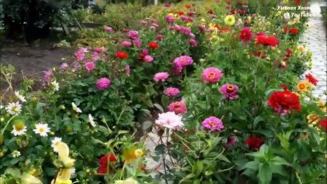 ОСЕННИЙ ВАЛЬС МОИХ ЦВЕТОВ ( ДАЧА В СЕНТЯБРЕ) смотреть онлайн