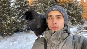 Топ команд для вОрона / Что применяется чаще всего