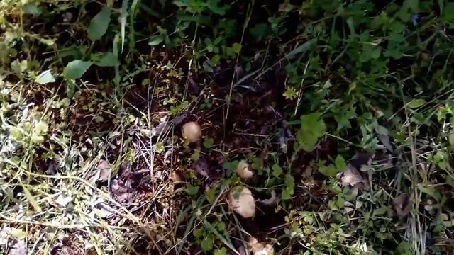 Садовые грибы смотреть онлайн