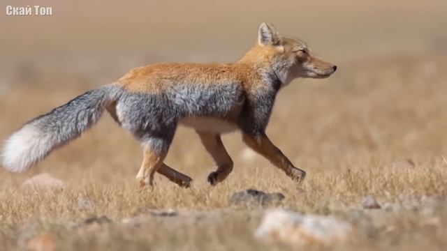 5 Животных, Которые Просто Странные смотреть онлайн