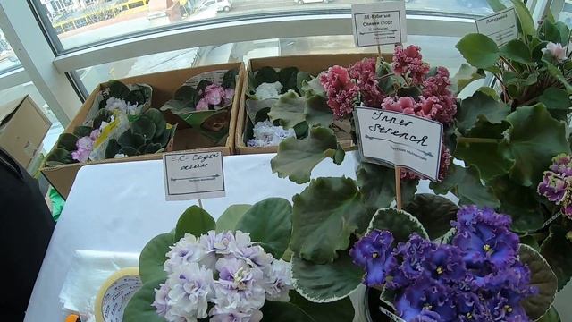 Фиалковый Мир. Выставка сенполий. #фиалки. Одесса. Новый привоз. Комнатные цветы. Цветы Одесса. смотреть онлайн