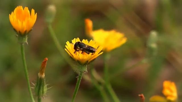 Bee, Пчелка смотреть онлайн