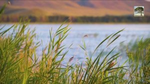 Реальные Звуки Природы. Пение птиц, дуновения ветра, Шум волн, Шум реки для сна, медитации и отдыха.