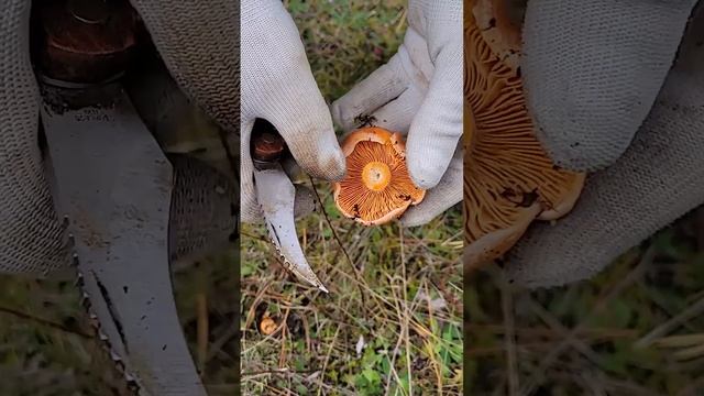 Готовка на Открытом Воздухе