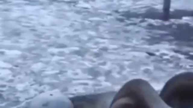 Тори Фокс легенда тик тока смотреть онлайн