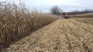 Уборка кукурузы на зерно 2022."Амавит".КВС.