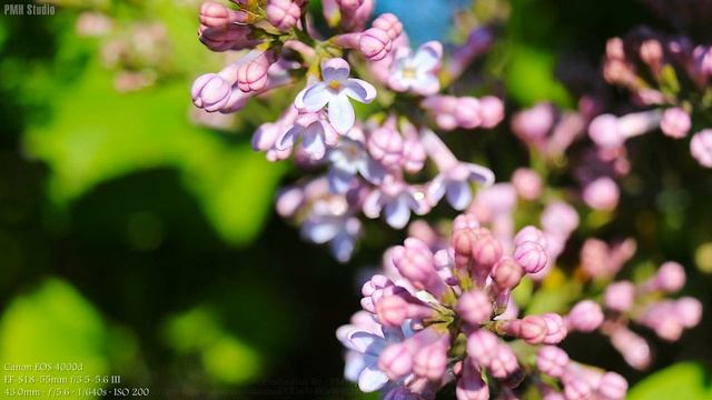 4K Ultra HD Canon EOS 4000D Sample Images смотреть онлайн