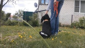 Русский спаниель начальная дрессировка