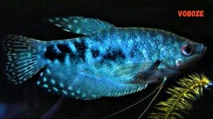 Гурами Мраморный. Размножение, совместимость, чем кормить, самец и самка.